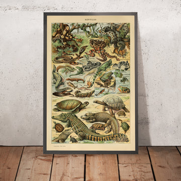 A framed image of Reptiles by Adolphe Millot, 1890