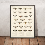 Moths (Lepidoptera: Heterocera, Plate 7) by Frederick DuCane Godman, 1879