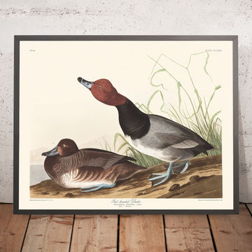 Canard à tête rouge de John James Audubon, 1827