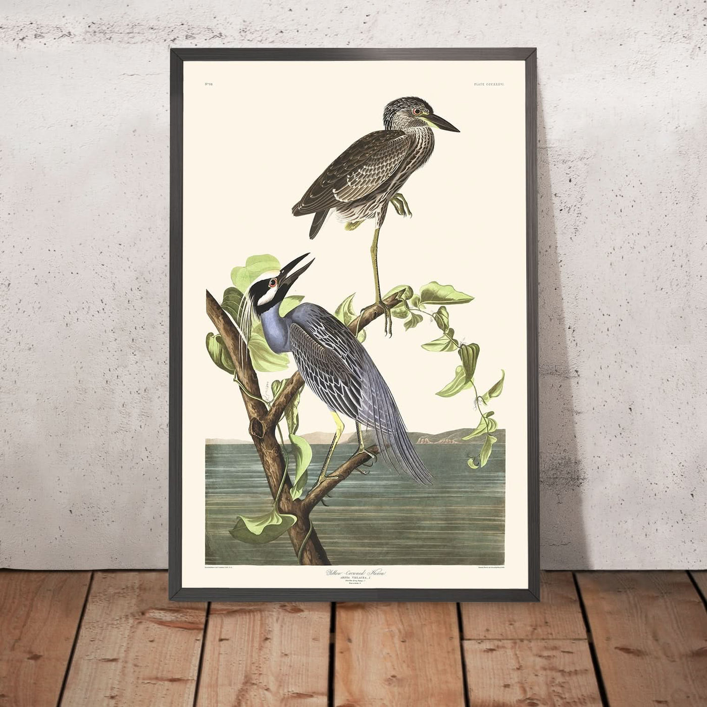 Yellow-Crowned Heron by John James Audubon, 1827