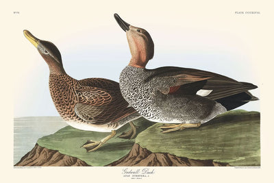 Gadwall Duck by John James Audubon, 1827