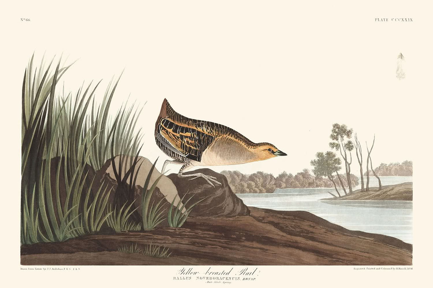 Râle à poitrine jaune par John James Audubon, 1827