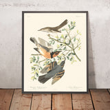 Merlo montano e Tordo variabile di John James Audubon, 1827 
