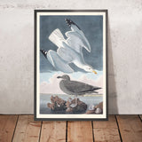 Heringsmöwe von John James Audubon, 1827 