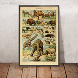 Mammifères (1) par Adolphe Millot, 1890 - Animaux à sabots, Marsupiaux 