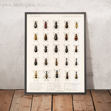 A framed image of 