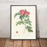 Rosa lucida by Pierre Joseph Redouté, 1817