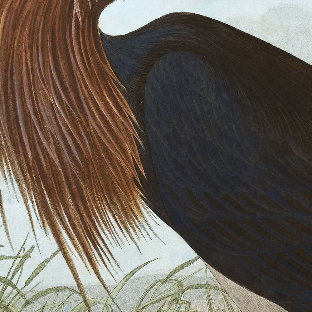 Garza púrpura, de John James Audubon, 1827