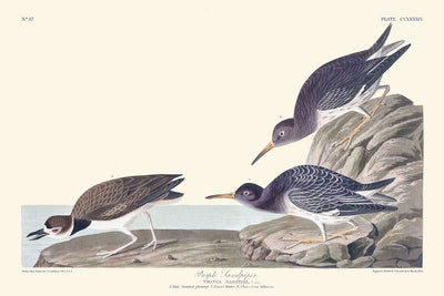 Bécasseau violet par John James Audubon, 1827