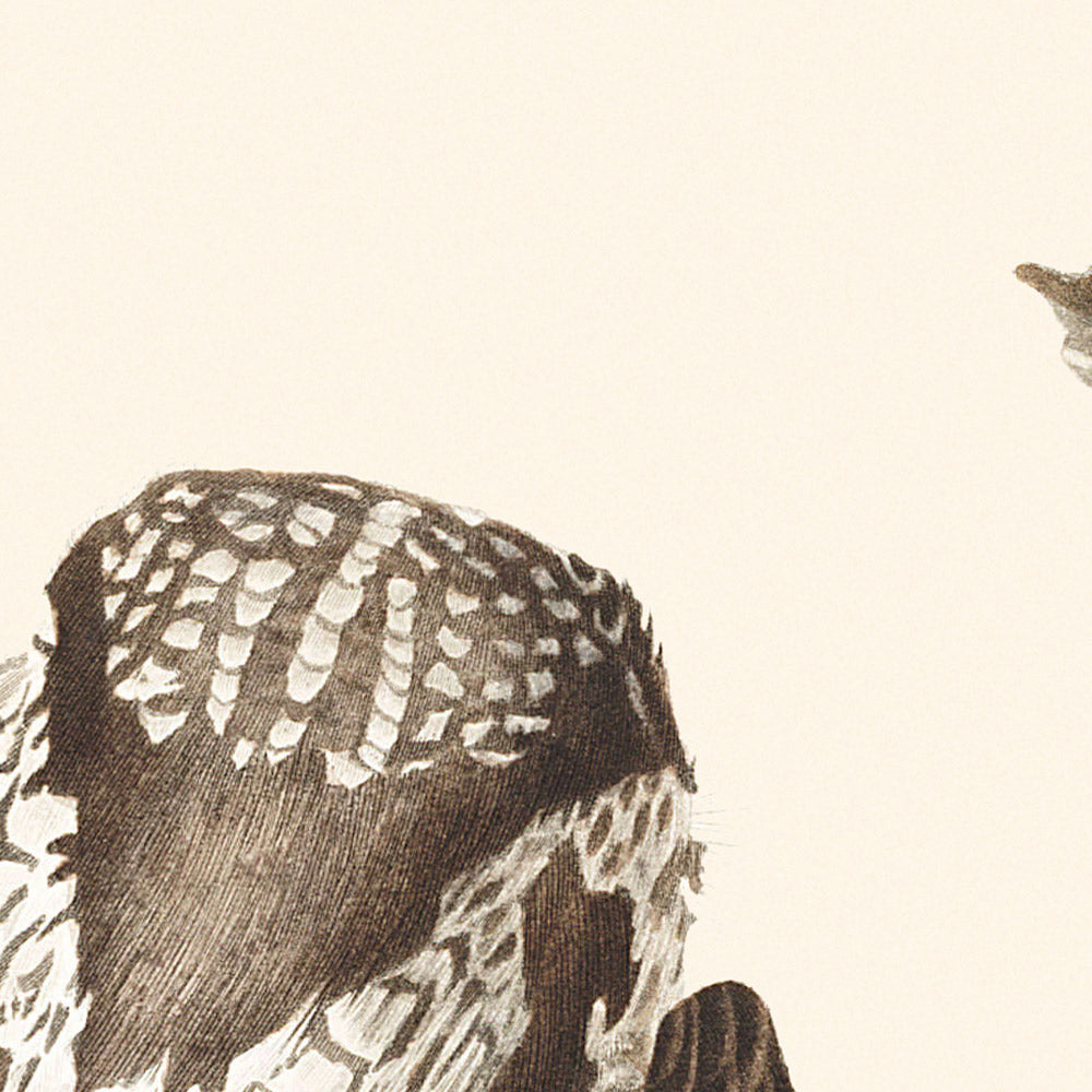 Tengmalm's Owl by John James Audubon, 1827