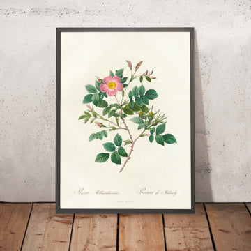 A framed image of Rosa Malmundariensis by Pierre Joseph Redouté, 1817