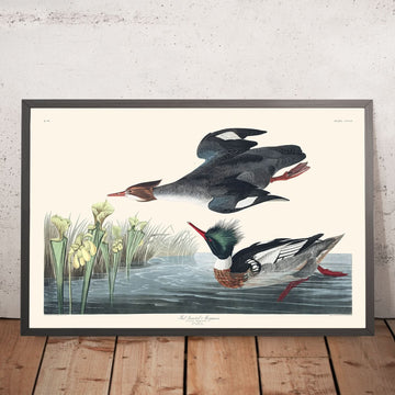 Merganser dal petto rosso di John James Audubon, 1827 