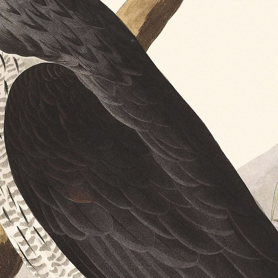 Gheppio e Falco di Stanley di John James Audubon, 1827 