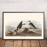 Ring Plover by John James Audubon 1827