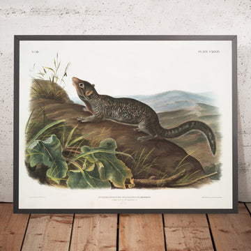 A framed image of 