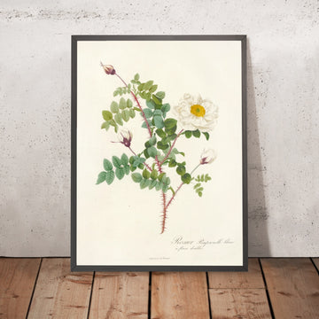 A framed image of Double White Burnet Rose (Rosa pimpinellifolia alba flore multiplici) by Pierre Joseph Redouté, 1817