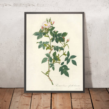 A framed image of Dog Rose (Rosa canina nitens) by Pierre Joseph Redouté, 1817