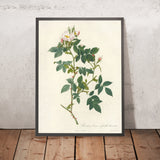Dog Rose (Rosa canina nitens) by Pierre Joseph Redouté, 1817