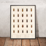 Beetles (Insecta: Coleoptera, Plate 080) by Frederick DuCane Godman, 1879