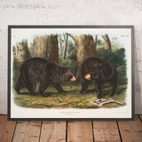 American Black Bear (Ursus americanus) by John Woodhouse Audubon, 1845