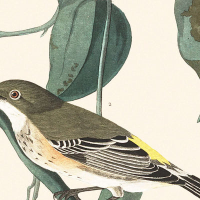 Gelbkröniger Warbler von John James Audubon, 1827 