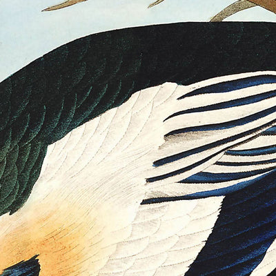 Pato occidental, de John James Audubon, 1827