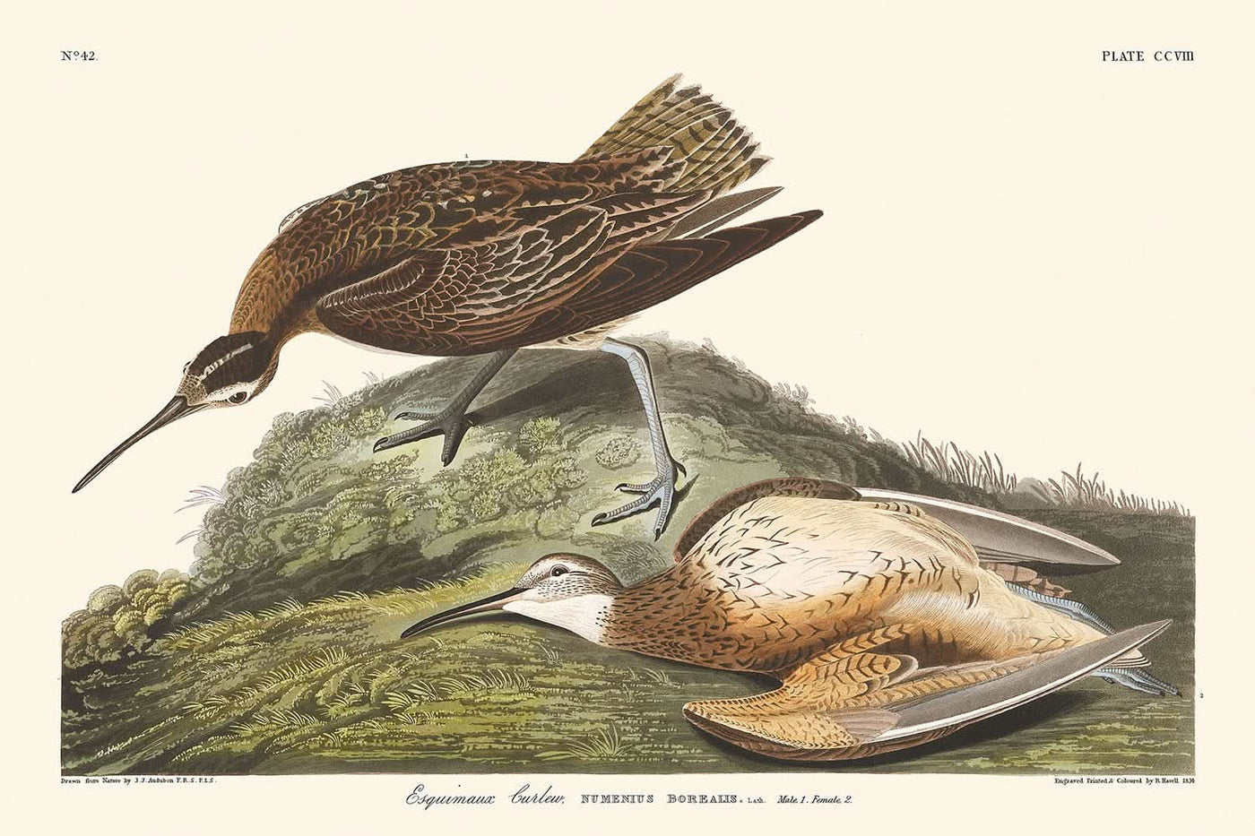 Courlis esquimau par John James Audubon, 1827