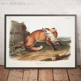 American Red-Fox (Vulpes fulvus) by John Woodhouse Audubon, 1845