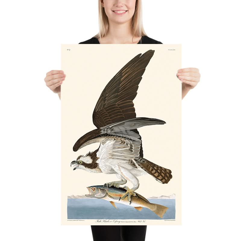 Fish Hawk, or Osprey by John James Audubon, 1827