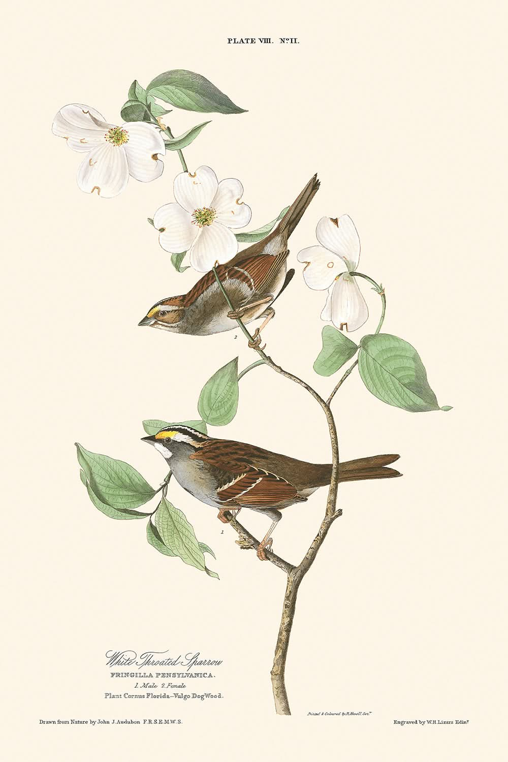 Gorrión de garganta blanca, de John James Audubon, 1827