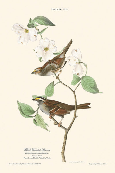 White-throated Sparrow by John James Audubon, 1827