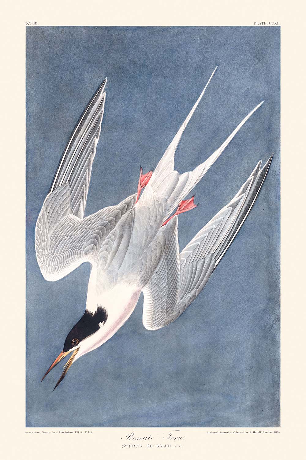 Roseate Tern by John James Audubon, 1827