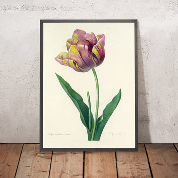 A framed image of Cultivated Tulip (Tulipa culta, Plate 109) by Pierre Joseph Redouté, 1827