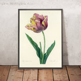 Cultivated Tulip (Tulipa culta, Plate 109) by Pierre Joseph Redouté, 1827