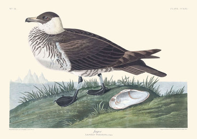 Jager by John James Audubon, 1827