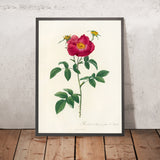 Gallic Rose (Rosa Gallica Stapeliae Flora) by Pierre Joseph Redouté, 1817