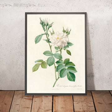 A framed image of White Rose (Rosa Bifera Alba) by Pierre Joseph Redouté, 1817