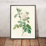 White Rose (Rosa Bifera Alba) by Pierre Joseph Redouté, 1817