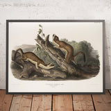 Bridled Weasel (Putorius frenata) by John Woodhouse Audubon, 1845