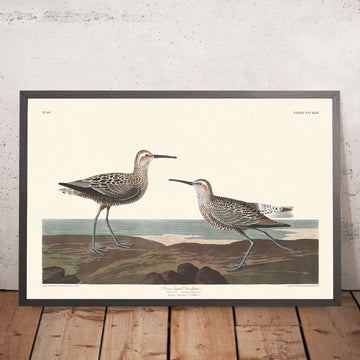 El zarapito patilargo, de John James Audubon, 1827