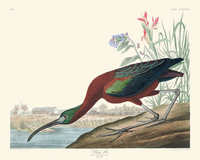 Ibis brillant de John James Audubon, 1827