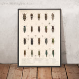 Beetles (Coleoptera, Plate 60) by Frederick DuCane Godman, 1879