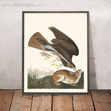 Buteo comune di John James Audubon, 1827 