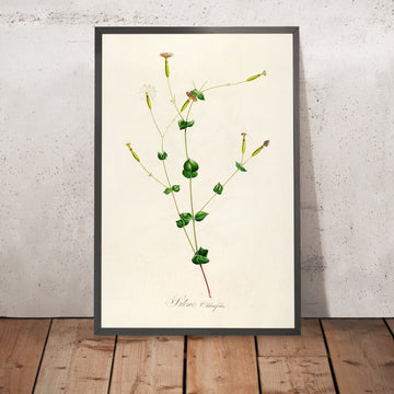 A framed image of Silene chlorophylla (Plate 5) by Pierre Joseph Redouté, 1813