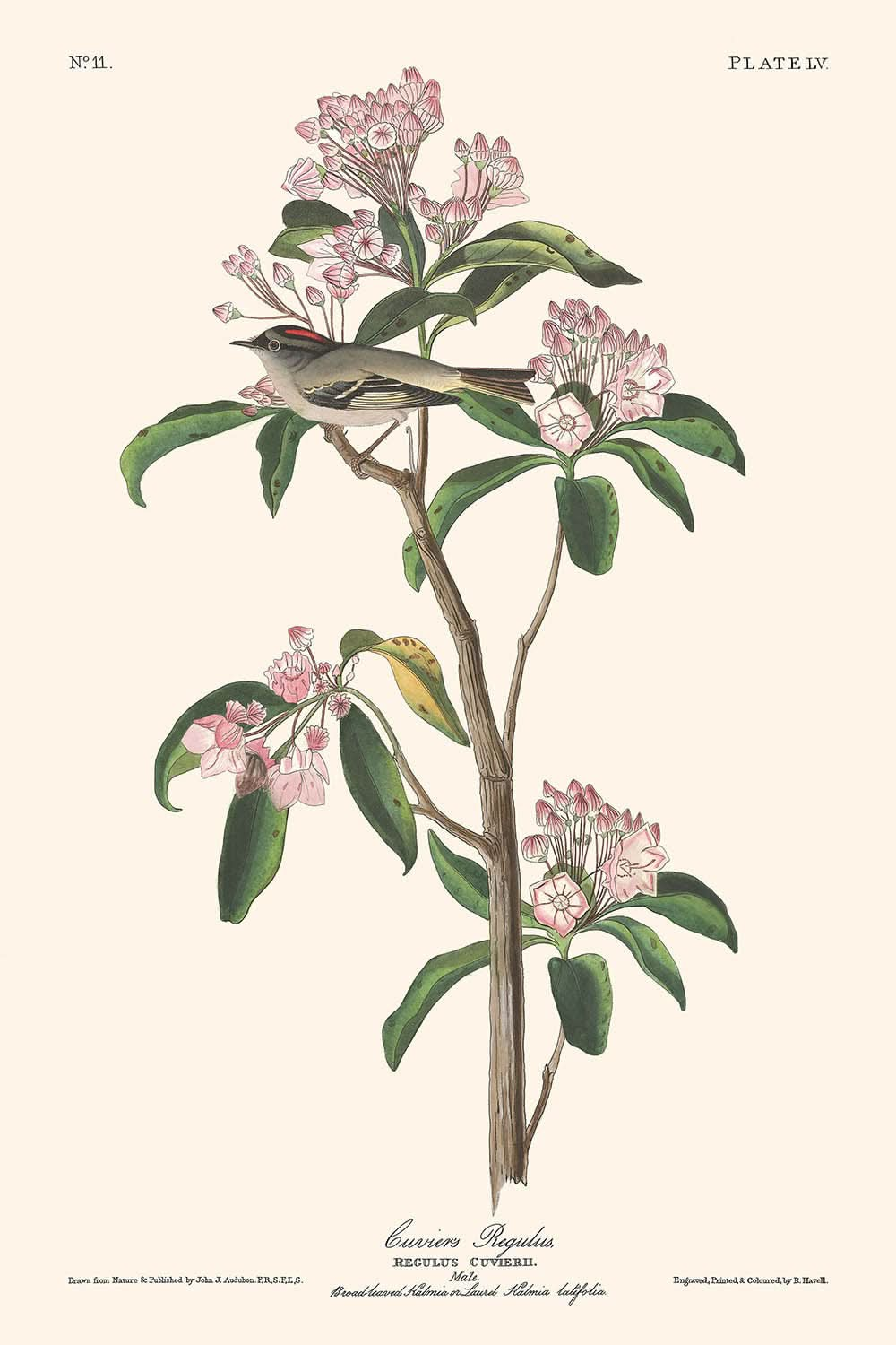 El reyezuelo de Cuvier, de John James Audubon, 1827