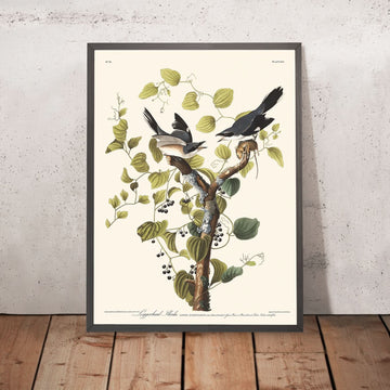 Loggerhead Shrike von John James Audubon, 1827 