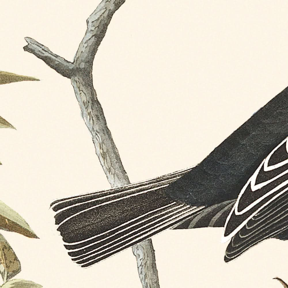 Pinzón alondra, pinzón de pradera, gorrión cantor pardo, de John James Audubon, 1827