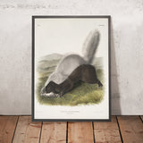 Texan Skunk (Mephitis mesoleuca) by John Woodhouse Audubon, 1845