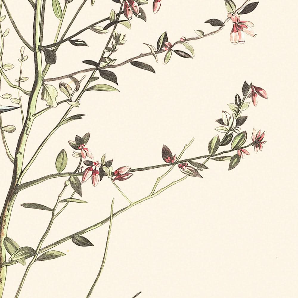 Paruline à couronne orange par John James Audubon, 1827