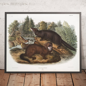 A framed image of 